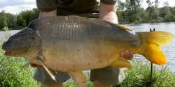 2009 Karpfen Rg